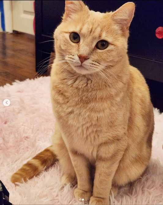 Poppy Flower Cat Embroidery Kit, 8 x 5 in.