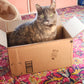 Belle In a Box, Floral Cat Embroidery Kit