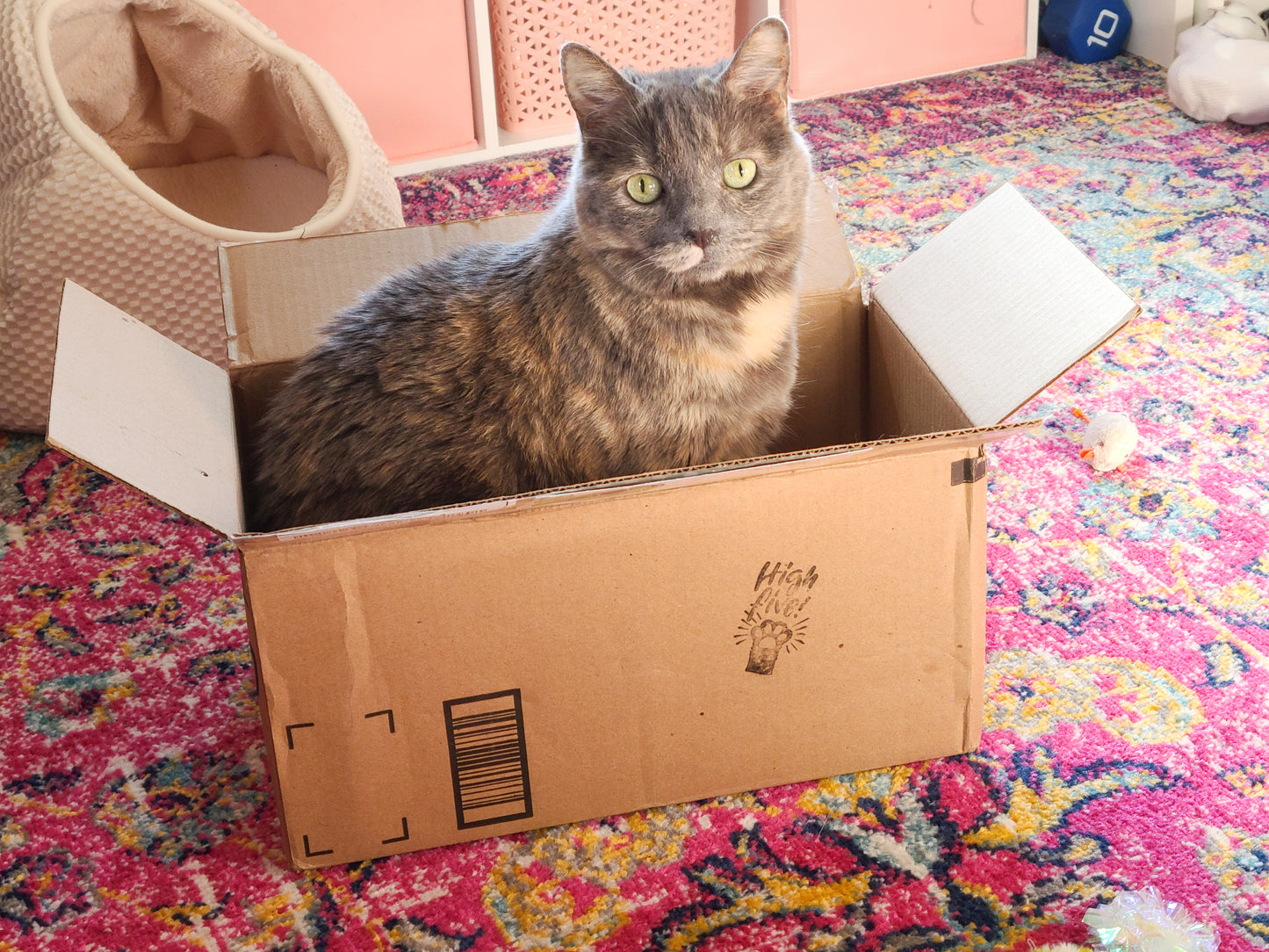 Belle In a Box, Floral Cat Embroidery Kit