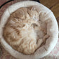 Reference photo of orange tabby cat Poppy used for the hand-drawn art print